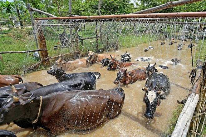 In bliss: Cattle heads enjoy a shower bath under a hot sun at the integrated farm in Pudu Tamaraipatti in Madurai.